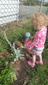 My daughter helping me water my lamb's ears. 