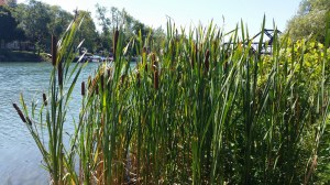 cattails canal