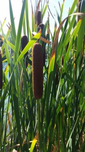 cattails
