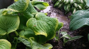There are several types of hostas, and I have quite a few. They grow HUGE and can be separated.
