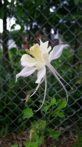 Columbine