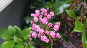 Mountain Laurel