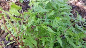 Lady Fern