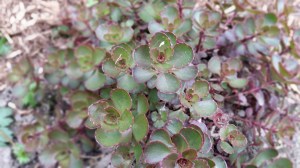 Two-Row Stonecrop Sedum