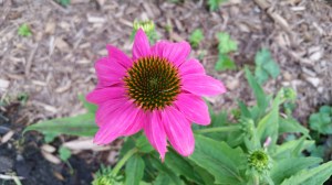 Coneflower