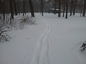 My snowshoe excursion in search of spruce and fir branches.