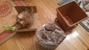 You have your bulb, potting mix, pot and saucer.