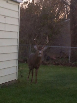 Every hunter's dream -- to have this big guy in your back yard! 