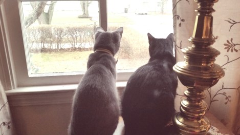 These two little guys couldn't get enough of all the little birds that stopped by my feeder earlier this winter. 