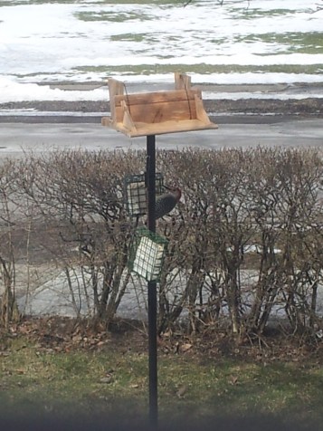 As you can see, the top of my bird feeder is off thanks to our neighborhood squirrels who finished up the last of the bird seed!