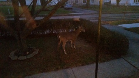 This grainy photo is evidence that my "deer" friends eating out of my bird feeder.