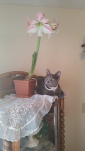 My cat Leo has supernatural leaping abilities, and way too close for comfort to my amaryllis!