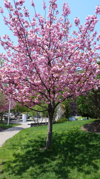 Wait to prune this pretty tree in the fall! 