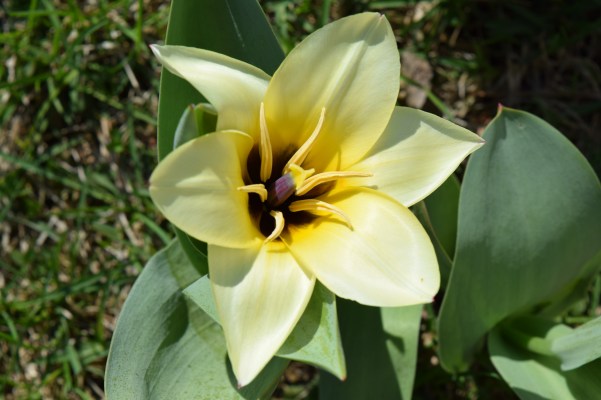 My first flower from the bulbs I planted a couple years ago!