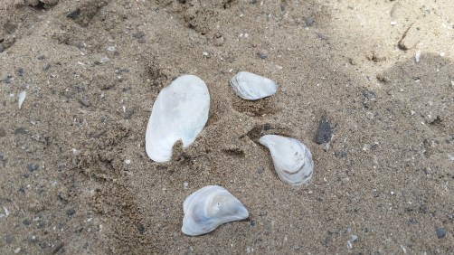 My daughter was introduced to shell and beach glass collecting!