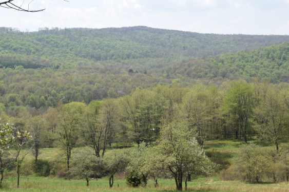 The hills at my childhood home are just speckled with green. It is beautiful!