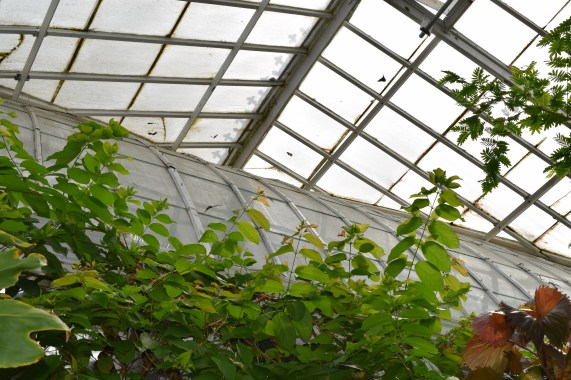 The Butterfly Room. They were everywhere!