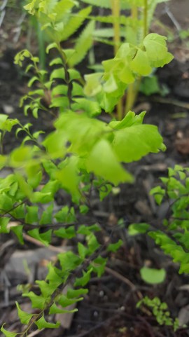 Maidenhair fern