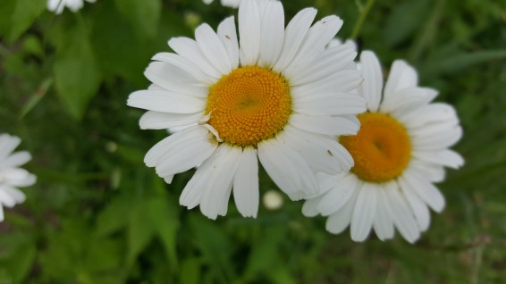 Wild daisies are a sure sign of summer!