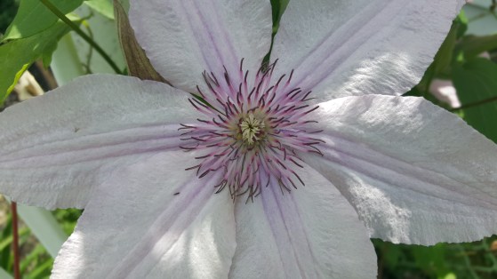 Clematis beauty!