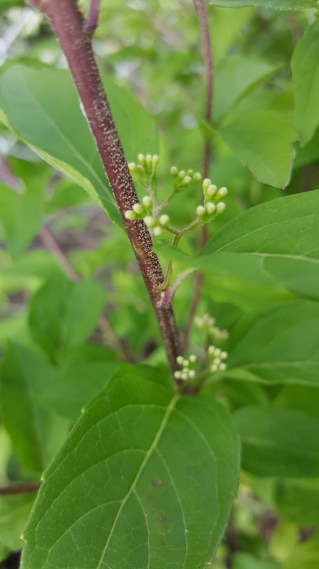 I can't wait to see these berries in all their purpley-ness!