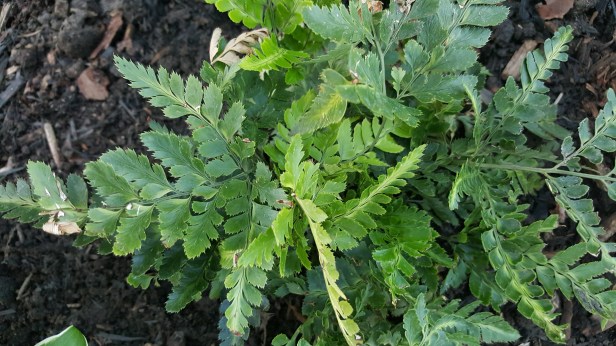 This fern has stunning shades of green!