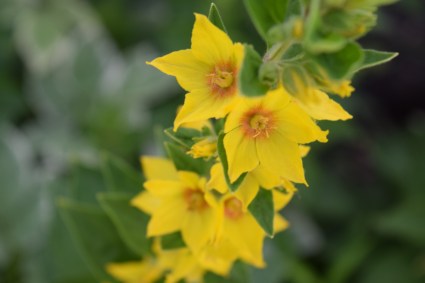 Yellow Loosestrife