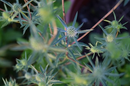 Sea Holly