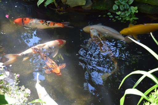 Koi Pond -- one koi is over 25 years old!