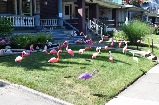 Flamingos!