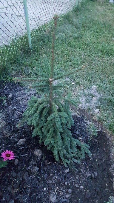 Weeping Norway Spruce