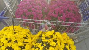 Mums and Bulbs. Went a little crazy!