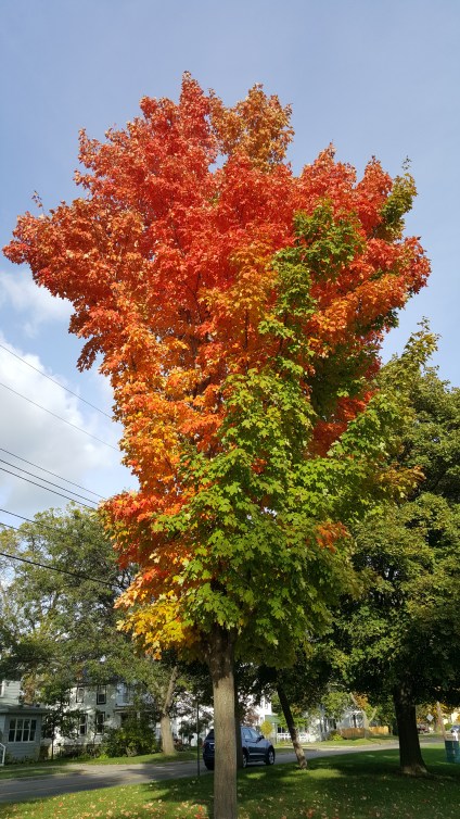 This tree is absolutely beautiful. I have never seen anything like it!