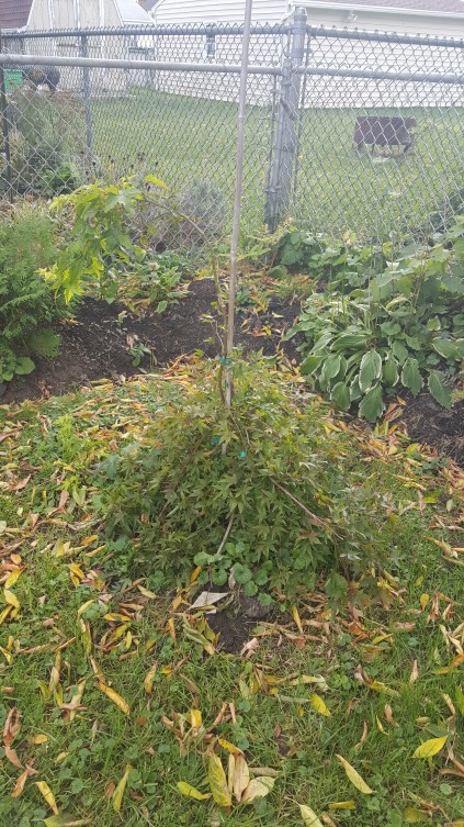 The deer are now taking a liking to my little Japanese Maple.