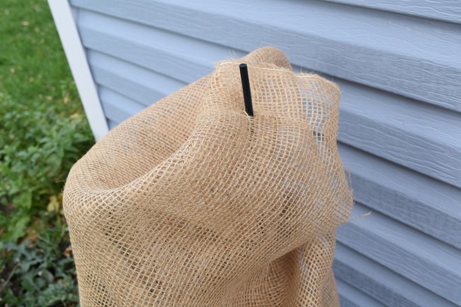 I poked a hole in the burlap the first time as I wrapped the holly and then I did it again at the end.