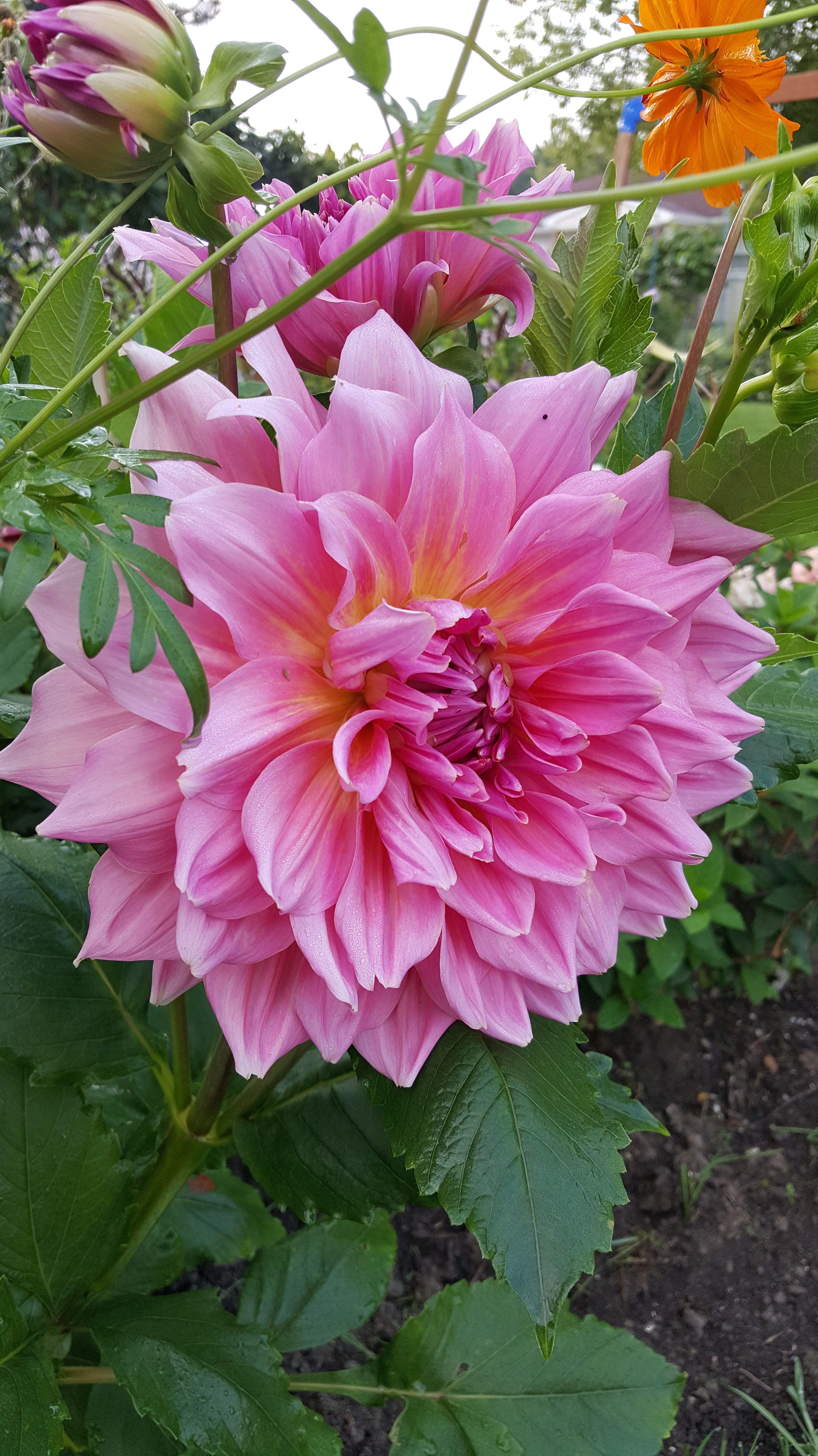 dahlia