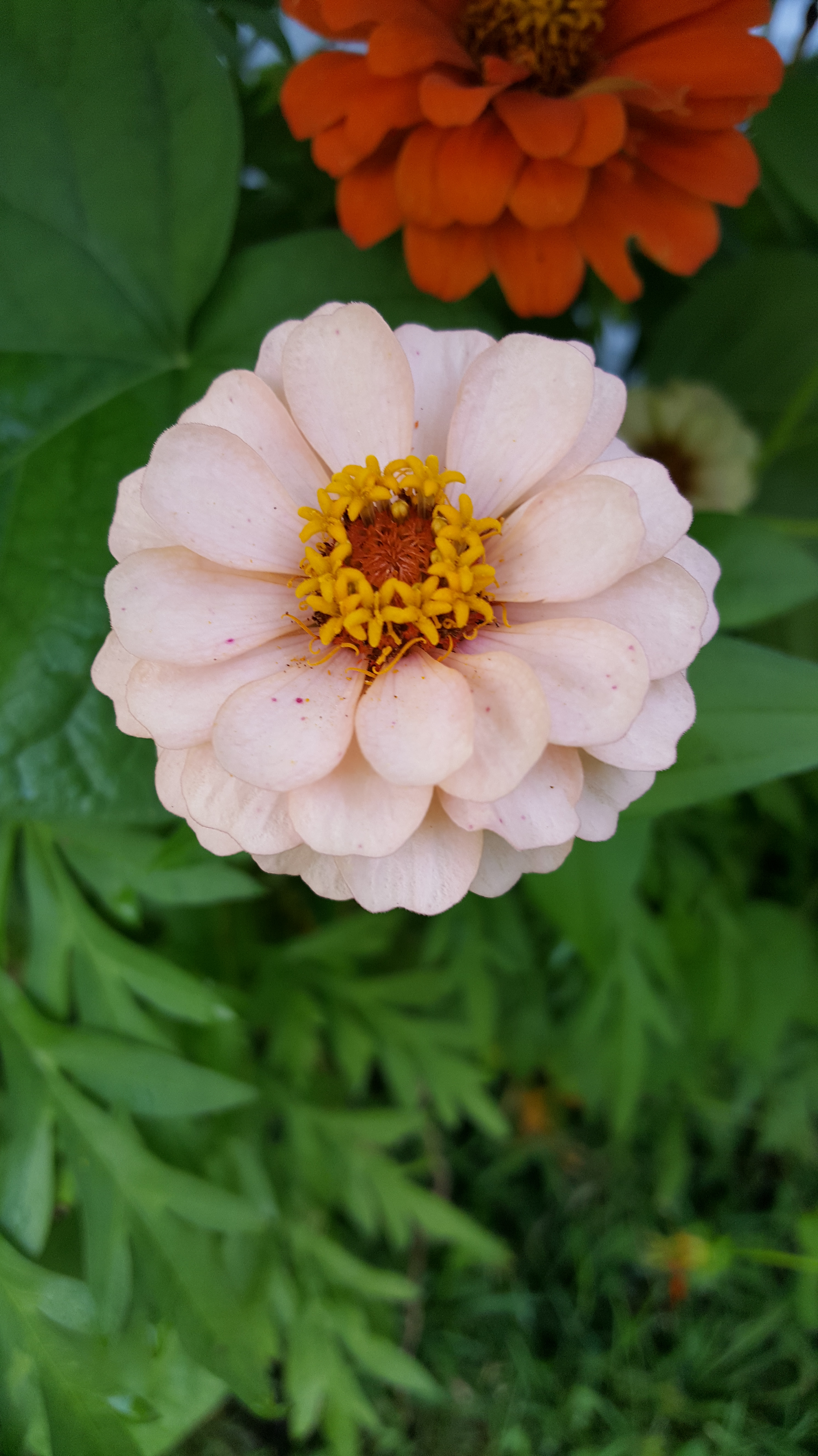 zinnia